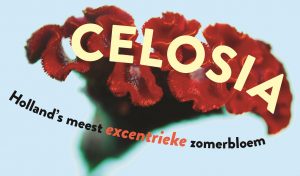 Celosia - concept campagne